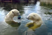 Eisbären-Damen beim Ballspiel im Zoo Berlin. Eisbären-Damen beim Ballspiel im Zoo Berlin.