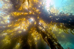 Riesentang ist eine bis zu 45 Meter hohe Alge, die als artenreicher Kelpwald an Kaliforniens K&uuml;ste w&auml;chst. Wichtiger Nebeneffekt: Kelp bindet riesige Mengen des Treibhausgases Kohlendioxid und bremst so die Erderw&auml;rmung.