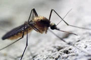 &Uuml;berwinternde M&uuml;cken in Deutschland k&ouml;nnen potenzielle Tr&auml;ger des West-Nil-Virus sein.