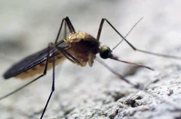 &Uuml;berwinternde M&uuml;cken in Deutschland k&ouml;nnen potenzielle Tr&auml;ger des West-Nil-Virus sein.
