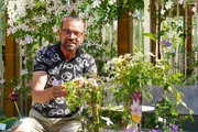 Karl Ploberger widmet sich der Clematis, die sonnige Blütenpracht und schattige Wurzeln bevorzugt. Gut durchlässige Erde, Drainageschichten und ausreichend Feuchtigkeit ohne Staunässe sind entscheidend. Karl Ploberger widmet sich der Clematis, die sonnige Blütenpracht und schattige Wurzeln bevorzugt. Gut durchlässige Erde, Drainageschichten und ausreichend Feuchtigkeit ohne Staunässe sind entscheidend.