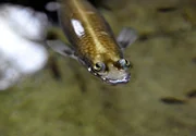 Ins Exil mussten die Vieraugen aus der Gattung der Zahnkarpfen im Aquarium Berlin. Nach einer Woche hinter den Kulissen geht es nun wieder ins Schaubecken, wo sie sich im Glanz der neuen Lampen präsentieren und sich in ihrem schlammigen Wasser suhlen können. Ins Exil mussten die Vieraugen aus der Gattung der Zahnkarpfen im Aquarium Berlin. Nach einer Woche hinter den Kulissen geht es nun wieder ins Schaubecken, wo sie sich im Glanz der neuen Lampen präsentieren und sich in ihrem schlammigen Wasser suhlen können.