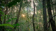 Regenwäldern sind sehr artenreich, in diesem Wald auf Borneo leben unter anderem Orang-Utans. Regenwäldern sind sehr artenreich, in diesem Wald auf Borneo leben unter anderem Orang-Utans.