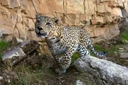 Der Persische Leopard ist eine sehr seltene Unterart des Leoparden, die von der Türkei bis Pakistan vorkommt. Der Persische Leopard ist eine sehr seltene Unterart des Leoparden, die von der Türkei bis Pakistan vorkommt.