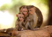 Drei junge Ceylon-Hutaffen kuscheln sich während einer Spielpause aneinander. Im kulturellen Dreieck Sri Lankas sind diese Makaken auch als „Tempelaffen“ bekannt. Drei junge Ceylon-Hutaffen kuscheln sich während einer Spielpause aneinander. Im kulturellen Dreieck Sri Lankas sind diese Makaken auch als „Tempelaffen“ bekannt.