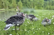 Umgeben von bestechend sch&ouml;ner Natur, g&ouml;nnen sich die von den Forschern aufgezogene Graugans-G&ouml;ssel eine Pause.