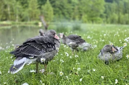 Umgeben von bestechend sch&ouml;ner Natur, g&ouml;nnen sich die von den Forschern aufgezogene Graugans-G&ouml;ssel eine Pause.