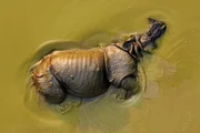 Ein Panzernashorn genießt ein Schlammbad im Chitwan Nationalpark, Nepal. Ein Panzernashorn genießt ein Schlammbad im Chitwan Nationalpark, Nepal.