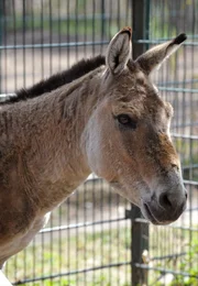 Im besten Mannesalter ist der 14-jährige Kulan-Hengst Paco im Tierpark Berlin. Halb Esel und Halb Pferd steckt in ihm, was sich auch in viel Temperament und schlechter Laune zeigt. Sehr zum Leidwesen seine Mitbewohner im Gehege. Im besten Mannesalter ist der 14-jährige Kulan-Hengst Paco im Tierpark Berlin. Halb Esel und Halb Pferd steckt in ihm, was sich auch in viel Temperament und schlechter Laune zeigt. Sehr zum Leidwesen seine Mitbewohner im Gehege.