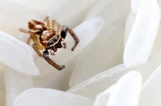 Fotografie einer Springspinne von Clarisse Rebotier: Aus ihrer eigenen Kindheitsangst heraus entstand eine poetische Serie, in der Spinnen und Ratten winzig, zart und beinahe sympathisch erscheinen. Fotografie einer Springspinne von Clarisse Rebotier: Aus ihrer eigenen Kindheitsangst heraus entstand eine poetische Serie, in der Spinnen und Ratten winzig, zart und beinahe sympathisch erscheinen.