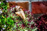 Die Temperaturen im Sommer steigen immer höher, es wird trockener. Im Herbst Starkregen, das Wetter wird extremer. Auch im Garten bekommt man die Auswirkungen des Klimawandels zu spüren. Die Temperaturen im Sommer steigen immer höher, es wird trockener. Im Herbst Starkregen, das Wetter wird extremer. Auch im Garten bekommt man die Auswirkungen des Klimawandels zu spüren.