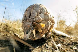 In Asien wird Pangolin-Schuppen eine heilende Wirkung nachgesagt. Allein deswegen sind Schuppentiere heute die am meisten geschmuggelten Wildtiere der Welt.