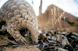 Schuppentiere sind oft voller Schlamm &ndash; sie w&auml;lzen sich darin, um ihre Schuppen vor Parasiten zu sch&uuml;tzen.