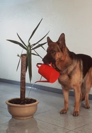 Rex gießt die Pflanzen im Büro. Rex gießt die Pflanzen im Büro.