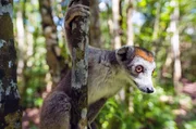 Madagaskars Wahrzeichen: die Lemuren. Die possierlichen &Auml;ffchen, von denen es etwa 100 Arten gibt, kommen ausschlie&szlig;lich auf Madagaskar und ein paar kleineren Inseln in der N&auml;he vor.