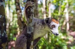 Madagaskars Wahrzeichen: die Lemuren. Die possierlichen &Auml;ffchen, von denen es etwa 100 Arten gibt, kommen ausschlie&szlig;lich auf Madagaskar und ein paar kleineren Inseln in der N&auml;he vor.