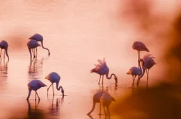 Die Flamingos sind auf der Suche nach mikroskopisch kleinen Lebewesen, die es im Tagliamento im &Uuml;berfluss gibt.