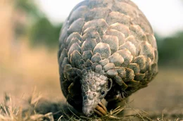 Die Dokumentation zeigt, wie Pangolin Kosha heranw&auml;chst und zu einem Modellfall f&uuml;r die Auswilderung von Schuppentieren in Simbabwe wird.