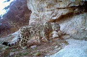 Seit 2007 ist der Kaindy-See mit seinen umliegenden Wäldern das Herzstück eines Nationalparks, der unter anderem zum Schutz der Wildtiere geschaffen wurde - auch für dieses Schneeleopardenweibchen. Seit 2007 ist der Kaindy-See mit seinen umliegenden Wäldern das Herzstück eines Nationalparks, der unter anderem zum Schutz der Wildtiere geschaffen wurde - auch für dieses Schneeleopardenweibchen.