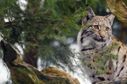 Eurasischer Luchs auf der Lauer: Die eleganten, wilden Katzen sind Einzelg&auml;nger und begabte J&auml;ger.