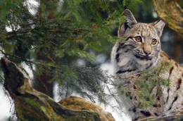 Eurasischer Luchs auf der Lauer: Die eleganten, wilden Katzen sind Einzelg&auml;nger und begabte J&auml;ger.