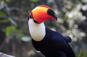 Das Gebiet der Iguazu-Wasserfälle beherbergt 422 Vogelarten - unter anderem die majestätischen Tukane. Das Gebiet der Iguazu-Wasserfälle beherbergt 422 Vogelarten - unter anderem die majestätischen Tukane.