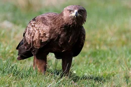 Der Schreiadler hat sich eine Nahrungsquelle erschlossen, die kein anderer Adler nutzt. Zu Fu&szlig; rennt er &uuml;ber die Wiesen und f&auml;ngt M&auml;use, Eidechsen oder Fr&ouml;sche.