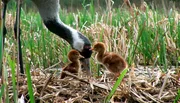 In Vorpommerns Auen br&uuml;ten Kraniche mit gutem Erfolg.