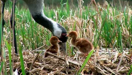 In Vorpommerns Auen br&uuml;ten Kraniche mit gutem Erfolg.