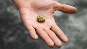 The pure gold ore found in the mine is in the hands of men.