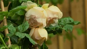 Kletterrose.