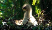 Im Schreiadlerhorst: Nur ein Jungvogel wird jedes Jahr aufgezogen.