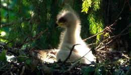 Im Schreiadlerhorst: Nur ein Jungvogel wird jedes Jahr aufgezogen.