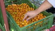 Gelbe Cherrytomaten.
