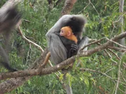 Langur mother with baby. As seen on the 'Laos' episode of MEKONG: SOUL OF A RIVER.