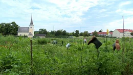 Selbsternte.