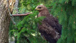 Der Schreiadler ist der seltenste Adler Deutschlands, nur 102 Paare br&uuml;ten noch in Deutschland davon etwa 80 in Vorpommern. Er wird deshalb auch Pommernadler genannt.