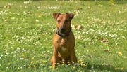 Heideterrier Rufus soll zum Sprengstoffsp&uuml;rhund ausgebildet werden.