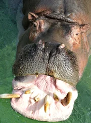 Flusspferd Ede Flusspferd Ede