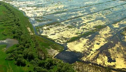 Gro&szlig;e Rosin Renaturierung: Auf 840 Hektar durfte das Wasser wieder einflie&szlig;en. Sehr schnell reagierten die Tiere und siedelten sich wieder an. Auch die seltene Wei&szlig;bartseeschwalbe, die lange hier nicht mehr gesehen wurde, kam zur&uuml;ck.