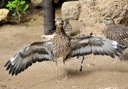 Kaptriel Kaptriel