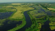 Entlang der Peene wurden bereits 10.000 ha intensiv-Gr&uuml;nland renaturiert. So entsteht im Naturpark Flusslandschaft Peene eines der gr&ouml;&szlig;ten Niedermoorgebiete in Mitteleuropa.
