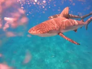 Zwei karibische Riffhaie schwimmen im Sonnenlicht, das durch die Oberfläche scheint. Zwei karibische Riffhaie schwimmen im Sonnenlicht, das durch die Oberfläche scheint.