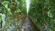 Tomatenstauden.
