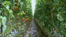 Tomatenstauden.