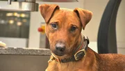 Sprengstoffspürhund Rufus auf dem Düsseldorfer Flughafen. Sprengstoffspürhund Rufus auf dem Düsseldorfer Flughafen.