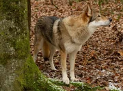 In der Mühlenwinkel-Siedlung wurden Wölfe gesichtet. Deren Rückkehr in die heimischen Wälder spaltet die Bewohner in zwei Lager: Wolfsbefürworter und –gegner. In der Mühlenwinkel-Siedlung wurden Wölfe gesichtet. Deren Rückkehr in die heimischen Wälder spaltet die Bewohner in zwei Lager: Wolfsbefürworter und –gegner.