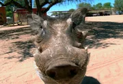 Hakuna Matata: Die Warzenschweine Ham und Bacon sollen heute ausgewildert werden. Schwerstarbeit f&uuml;r die Volont&auml;re, denn die Tiere sind gro&szlig; und schwer geworden.