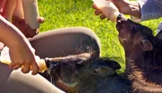 Heute dürfen die Volontäre mit Milchfläschchen jonglieren: Die vielen tierischen Waisenkinder und Handaufzuchten haben Hunger und wollen gefüttert werden! Heute dürfen die Volontäre mit Milchfläschchen jonglieren: Die vielen tierischen Waisenkinder und Handaufzuchten haben Hunger und wollen gefüttert werden!