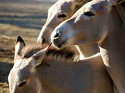 Schön und selten: Somaliwildesel zählen zu den seltensten Säugetieren. Schön und selten: Somaliwildesel zählen zu den seltensten Säugetieren.